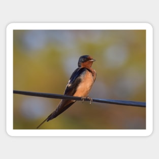 Barn Swallow Sticker